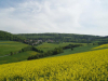 feld